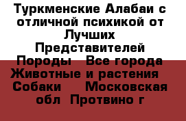 Туркменские Алабаи с отличной психикой от Лучших Представителей Породы - Все города Животные и растения » Собаки   . Московская обл.,Протвино г.